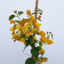 Sarı Begonvil 90 100 Cm Bougainvillea