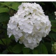 Ortanca Fidanı Hydrangea Macrophylla , Beyaz
