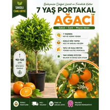 7 Yaş Saksılı Portakal Ağacı Meyve Vermeye Hazır, Güçlü Kök Yapısına Sahip