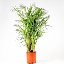 Areka Palmiyesi 170-180 Cm -  Salon Ofis Bitkisi 6343
