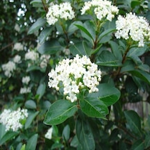 Tüplü   Kartopu Fidanı - Viburnum Lucidum Ağacı
