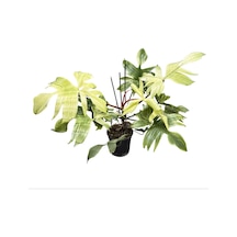 Philodendron 'florida Ghost'