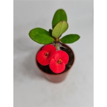 Euphorbia Milii Kırmızı Çiçek Açan Kaktüs 5,5cm Saksılı-9093147202025