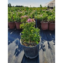 Itır Pelargonium Graveolens