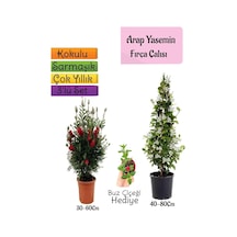 Kokulu Arap Yasemini+kırmızı Fırça Çalısı+buz Çiçeği 3'lü Bahçe Seti