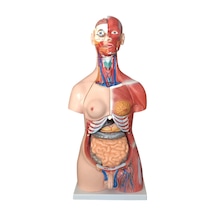 Kaslı Torso Modeli - Çift Cinsiyetli. 85 Cm - 30 Parçalı