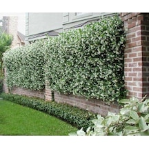 Videolu Mis Kokulu Arap Yasemini 40 50 Cm 9 Adet Saksılı /tüplü Rhyncospermum Jasminoides