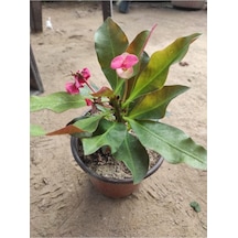 Pembe Dikenler Tacı Çiçeği Fidanı 10-20 Cm