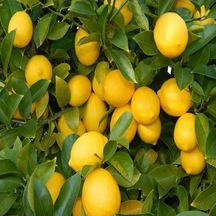 Tüplü Aşılı Euroka Limon Fidanı - 2 Yaş 100-120 Cm
