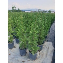 Leylandi Çam Fidanı 60-100 Cm