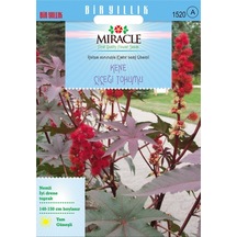 Miracle Gibsonii Kene Castor Bean Çiçeği Tohumu 5 Tohum
