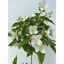Filbahri Lagerstroemia İndica Saksılı Bol Çiçekli Bahçeye Uygun 30-50cm