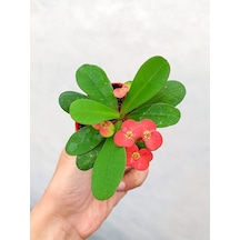 Kırmızı Çiçekli Milli Dikenler Tacı 1 Adet Saksılı 5-10cm Bahçe-salon Bitkisi Euphorbia
