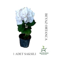 Beyaz Renk Ortanca Çiçeği 1 Adet Saksılı/tüplü 20-30cm Çiçekli Bitki