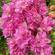 1 Adet Beyaz Renk Begonvil Çiçeği Fidanı 80-110 Cm Saksılı/tüplü Çiçekli Bodur Bitkiler Whıte Bougainvillea