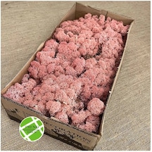 Reindeer Moss Pink Şoklanmış Norveç Yosunu 30gr