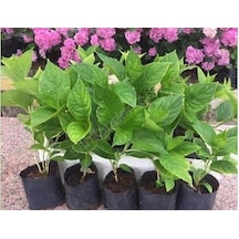 Pembe Ortanca Fidanı Fidesi 10-30 Cm Hydrangea Macrophylla