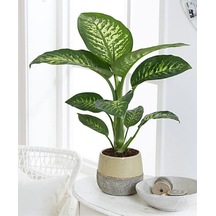 Dieffenbachia - Difenbahya Tropic Snow 40-50 Cm Boyunda Üretim Saksısında
