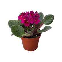 Saintpaulia Ionantha 'purple' Menekşe Çiçeği Ø10,5 Cm Y15-20 Cm