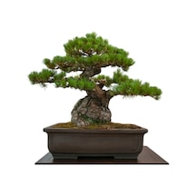 Fıstık Çamı Bonzai Ağacı Tohumu 2 Adet Bonsai Ağacı Tohumu