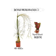 Beyaz Mercan Çiçeği 1 Adet Sakıslı+ Yaprak Güzeli Hediye Bahçe Teras Bitkisi