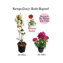 Kartopu Çiçeği 1 Adet+pembe Bodur Begonvil 1adet+kırmızı Gazanya Saksılı Bahçe Seti