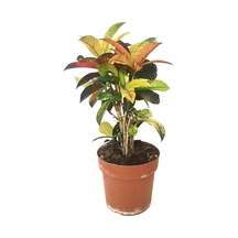 Codiaeum Variegatum 'Mrs Iceton' (Kraton Çiçeği) Ø17 CM Y45-50 CM