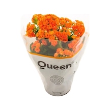Kalanşo Kalanchoe Emel Hanım Çiçeği Turuncu Renk