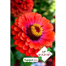 Beybeğendi Çiçeği Tohumu 30 Adet Tohum N113412
