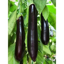 +50 Adet Kemer Patlıcan Tohumu