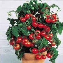 150 Adet Tohum Süper Paket Cherry Çeri Domates Tohumu Saksılık Saksı Toprak Sürpriz Hediye Tohum