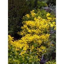 Videolu 1 Adet Altuni Gold Taflan Bitkisi Fidanı 30-60 Cm Tüplü Dış Mekan Euonymuus Japonica