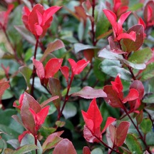 Alev Ağacı Photinia Fidanı 100-120 Cm Boy