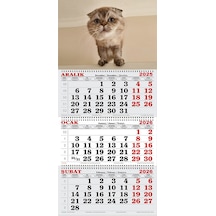2026 Yılı Gemici Takvimi-scottish Fold Yavru Kedi