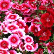 Çin Karanfili Tohumu Yerli Dianthus Chinensis 100 Adet N11388