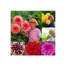 50 Adet Tohum Organik İri Dev Balkon Çiçeği Yıldız Dehliya Dehlia