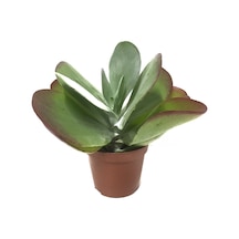 Kalanchoe Luciae (Sukulent) Ø8,5 CM Y15-20 CM