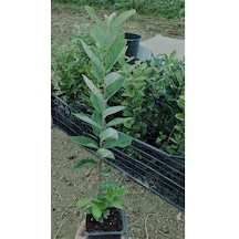 Tüplü 10 Adet Kaymak Agacı Fidanı N11.20080