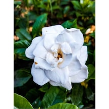 Müthiş Kokulu Öğretmen Hediyesi Gardenya Çiçeği 1 Adet Saksılı 30-40cm Gardenia Flower