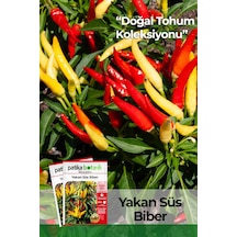 150 Adet Yerli Ata Sarı Süs Biber Tohumu
