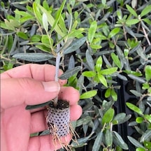 Nikah Düğün Organizasyon İçin Hediyelik Paper Potta Bodur Zeytin Fidanı 75 Adet