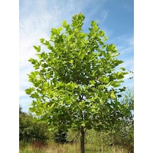 Çınar Fidanı - 80-100 Cm Boyunda, Gölgeli Ağaç Fidanı