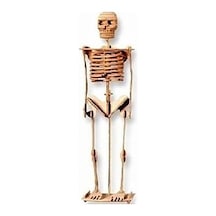 Ahşap 3d Puzzle İskelet Maketi