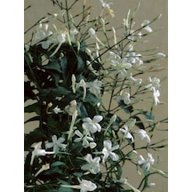Videolu Arap Yasemini Yasemin Fidanı 40 60 Cm 1 Adet Saksılı/tüplü Rhyncospermum Jasminoides