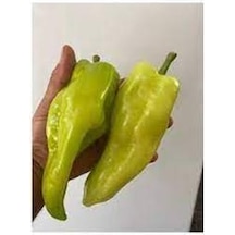 100 Adet Tohum Nadir Kale Acı Biber Tohumu Saksı Toprak Hediyeli