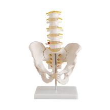 Omurga Ve Kalça Modeli Pelvisli 5 Li Lumbar Vertebra Modeli
