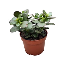 Crassula Ovata 'minor' Sukulent 1 Adet