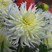 Hoş Kokulu Dahlia My Love Yıldız Çiçeği Yumrusu 1 Adet