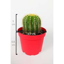 Notocactus Leninghausii Golden Ball Kaktüs 8.5 CM Kırmızı Saksıda BüyükBoy Kaktüs