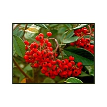 Ateş Dikeni Fidanı 30-60 Cm